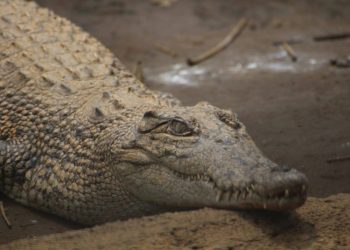 Buaya Muara Salah Satu Koleksi Paling Berbahaya Predator Fun Park