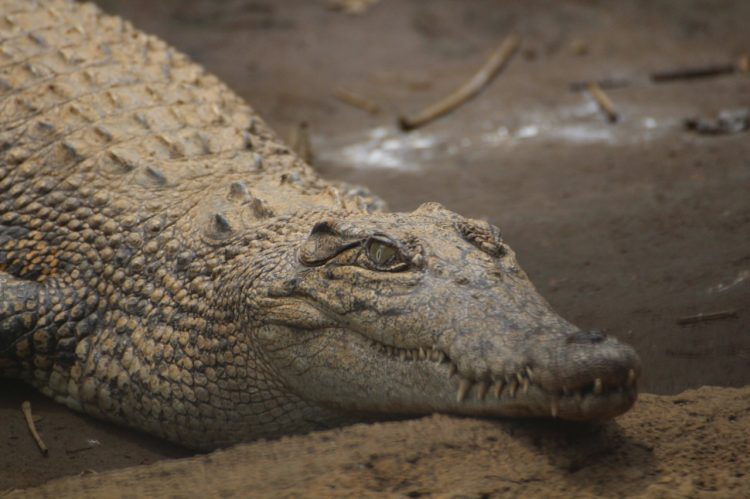 Buaya Muara Salah Satu Koleksi Paling Berbahaya Predator Fun Park