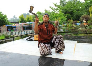 Asyik Predator Fun Park Tampilkan Show Ular Untuk Pengunjung