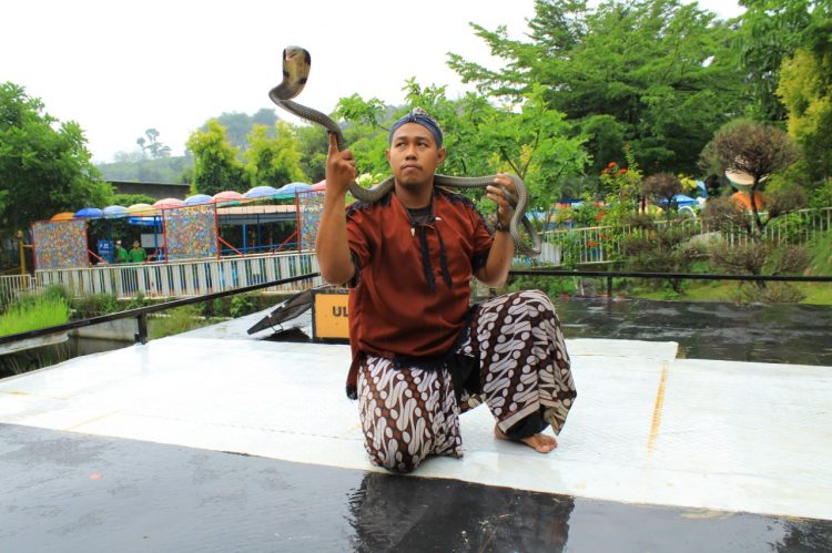 Asyik Predator Fun Park Tampilkan Show Ular Untuk Pengunjung