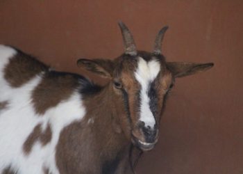 Belajar Tentang Kambing Di Predator Fun Park Yuk