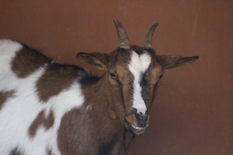 Belajar Tentang Kambing Di Predator Fun Park Yuk