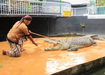 Harga Tiket Masuk Fasilitas Dan Wahana Predator Fun Park Bulan Maret 2021 750x499