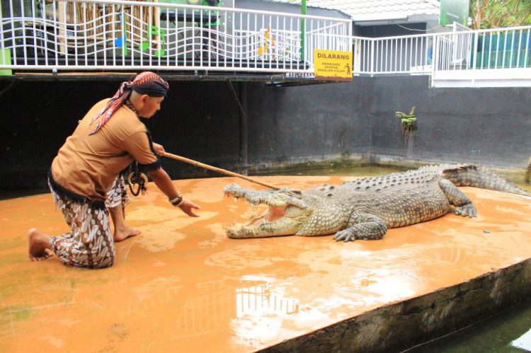 Harga Tiket Masuk Fasilitas Dan Wahana Predator Fun Park Bulan Maret 2021 750x499