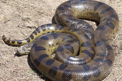 Anaconda