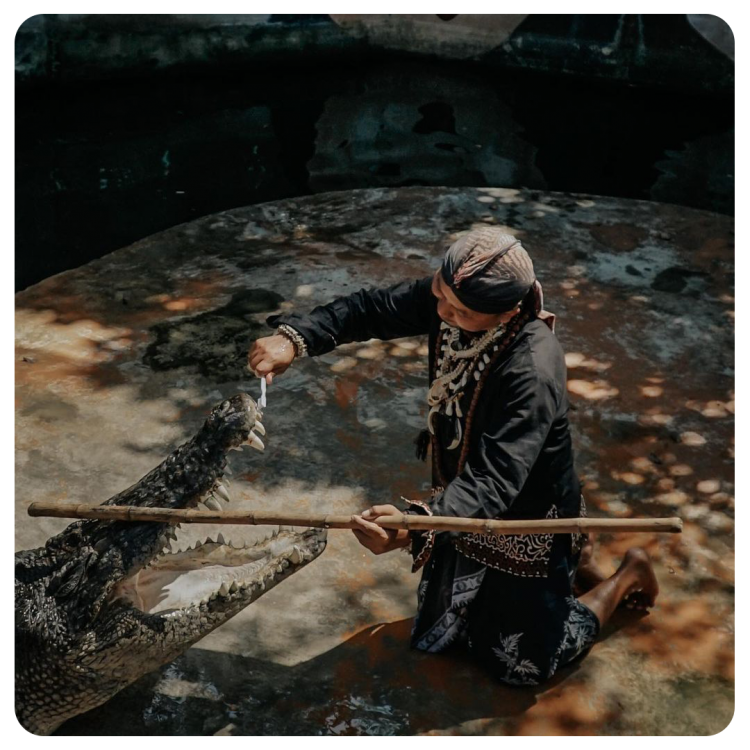 Feeding Buaya Predator Fun Park