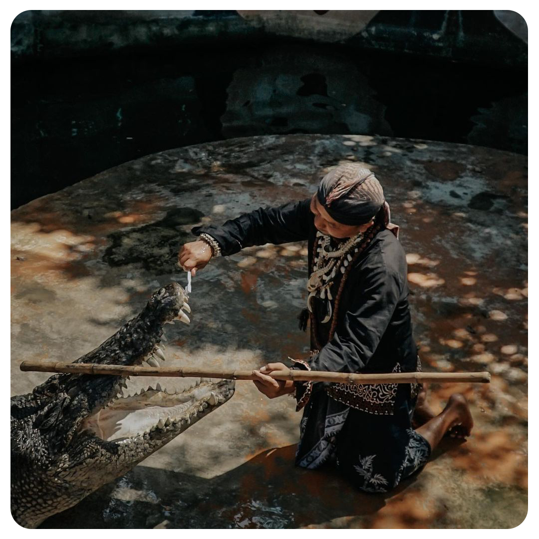 Feeding Buaya Predator Fun Park