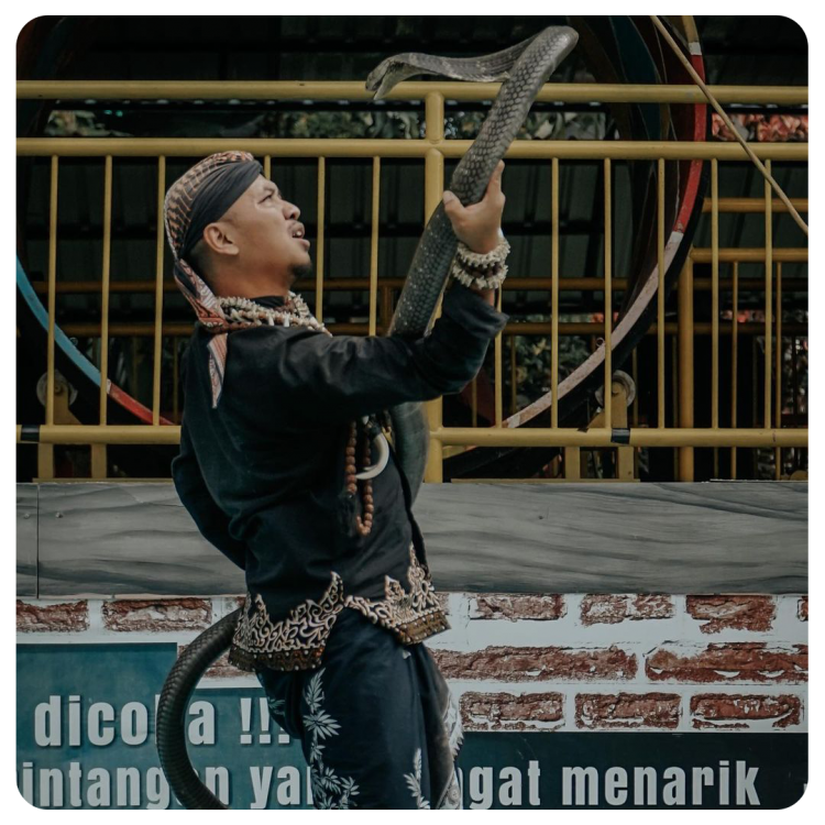 Ular Show Predator Fun Park