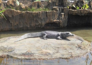 Ada Area Beri Makan Buaya Di Predator Fun Park, Bagaimana Keamanannya