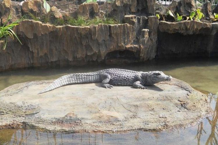 Ada Area Beri Makan Buaya Di Predator Fun Park, Bagaimana Keamanannya