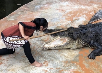 Bermain Ke Predator Fun Park Kota Batu Yuk, Lihat Keseruan Atraksi Satwa Liar!