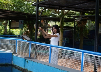 Feeding Arapaima Batu Ekonomis Park, Edukasi Satwa Unik Untuk Liburan Keluarga