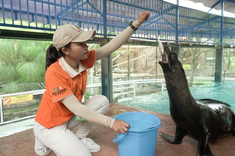 Selain Buaya Feeding Sea Lion Hadir Di Predator Fun Park