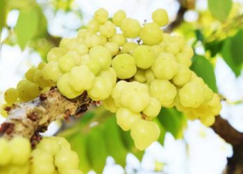 Asam Kaya Manfaat Buah Cermai Koleksi Batu Love Garden