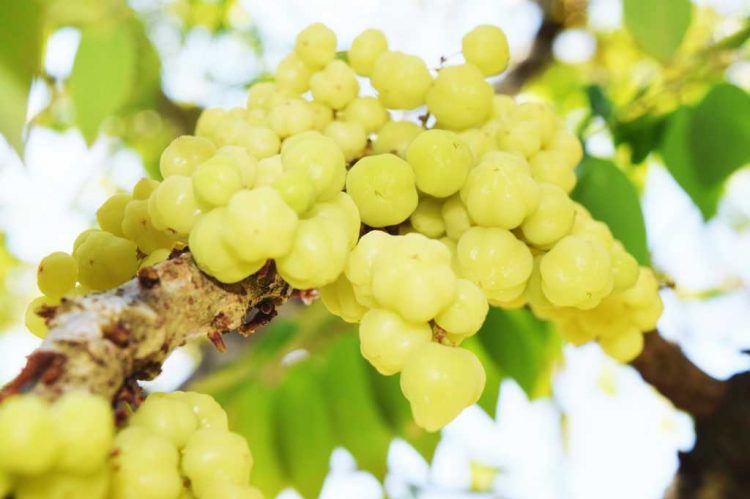 Asam Kaya Manfaat Buah Cermai Koleksi Batu Love Garden