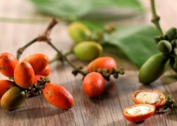 Fakta Melinjo Koleksi Batu Love Garden Bisa Hidup Sampai 100 Tahun