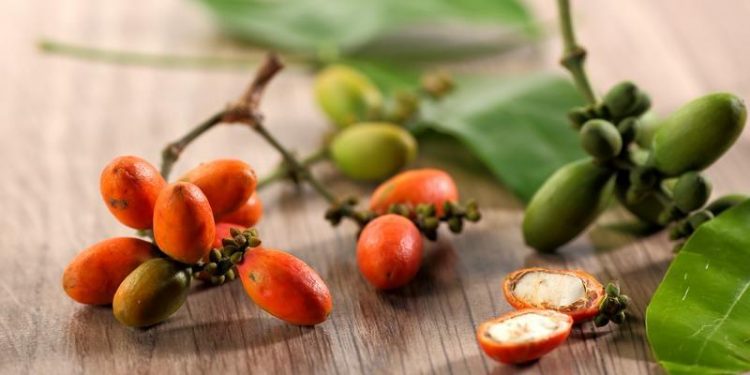Fakta Melinjo Koleksi Batu Love Garden Bisa Hidup Sampai 100 Tahun