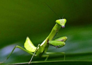 Penampakan Belalang Sembah Yang Lucu Ada Di Batu Love Garden Lho