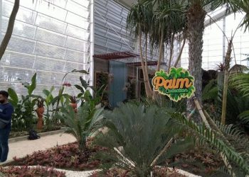 Spot Palm Collection Batu Love Garden Rimbun Dan Segar Di Mata