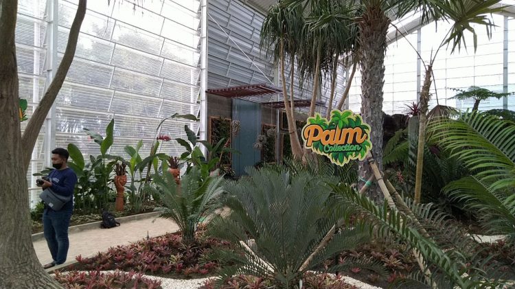 Spot Palm Collection Batu Love Garden Rimbun Dan Segar Di Mata