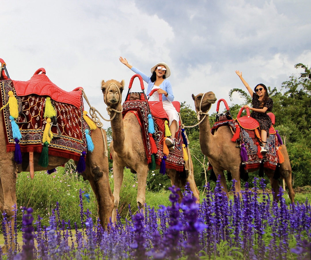 Rasakan Uniknya Camel Ride Di Batu Love Garden Dan Bisa Keliling Taman Bunga