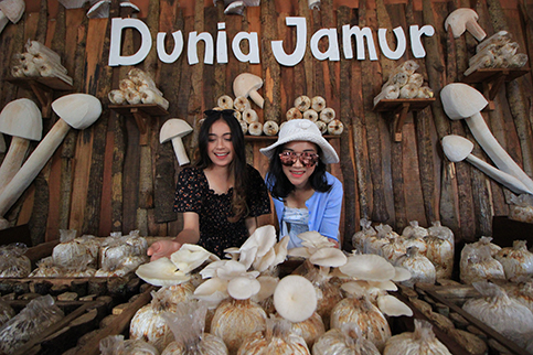 All About Mushroom Baloga Jawa Timur Park