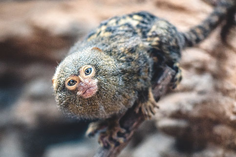 20171019181203 171019 Jtp Bsz Pygmy Marmoset