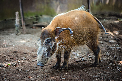 Red River Hog Batu Secret Zoo Jawa Timur Park