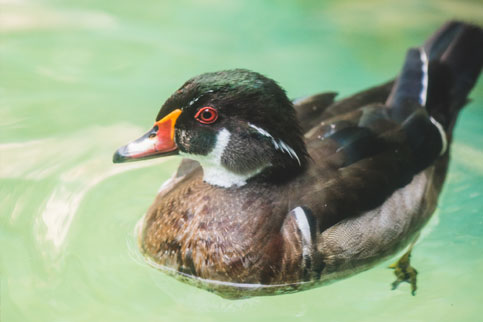 Caroline Duck Batu Secret Zoo Jawa Timur Park