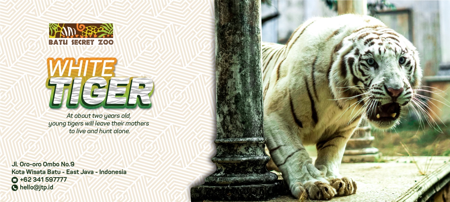 JTP Batu Secret Zoo Harimau Putih