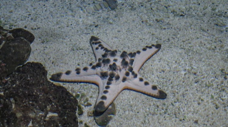 Mengenal Bintang Laut Biota Laut Yang Pintar Meregenerasi Diri Koleksi Batu Secret Zoo