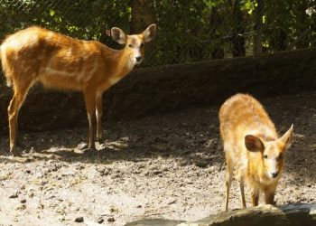 Punya Kuku Mirip Pisang Yuk Sambangi Sitatunga Di Batu Secret Zoo