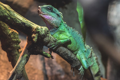 Chinese Water Dragon Batu Secret Zoo Jawa Timur Park Group