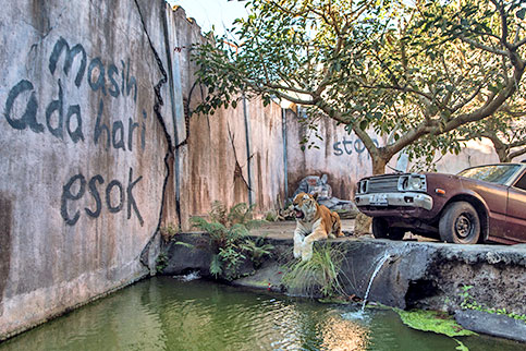 Golden Tabby Tiger Batu Secret Zoo Jawa Timur Park