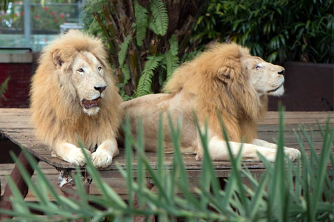 White Lion Batu Secret Zoo Jawa Timur Park