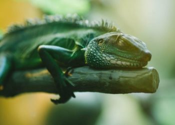 Iguana Hijau Koleksi Batu Secret Zoo Herbivora Berwajah Ganas