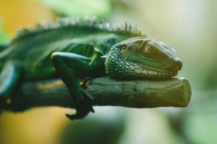 Iguana Hijau Koleksi Batu Secret Zoo Herbivora Berwajah Ganas