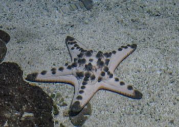 Mengenal Bintang Laut Biota Laut Yang Pintar Meregenerasi Diri Koleksi Batu Secret Zoo
