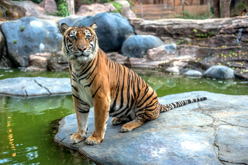 Sumatran Tiger Batu Secret Zoo Jawa Timur Park