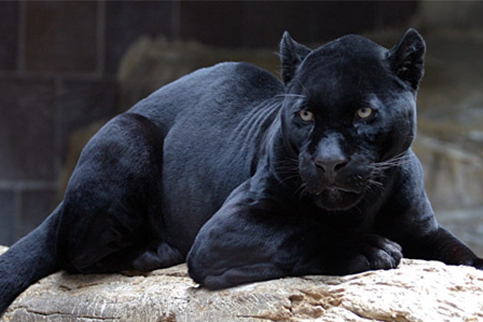 Jaguar Batu Secret Zoo Jawa Timur Park 1