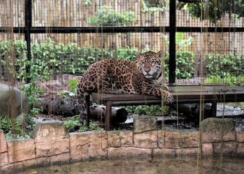 Bolivia, Jaguar Koleksi Baru Batu Secret Zoo