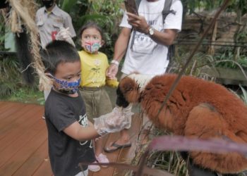 Red Ruffed Lemur, Satwa Lincah Yang Bersahabat Dengan Manusia Di Batu Secret Zoo