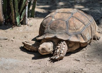 Kura Kura Sulcata Batu Secret Zoo Jawa Timur Park