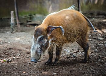 Red River Hog Batu Secret Zoo Jawa Timur Park