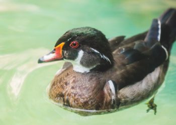 Caroline Duck Batu Secret Zoo Jawa Timur Park
