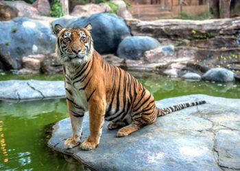 Sumatran Tiger Batu Secret Zoo Jawa Timur Park