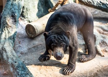 Sun Bear Batu Secret Zoo Jawa Timur Park 2