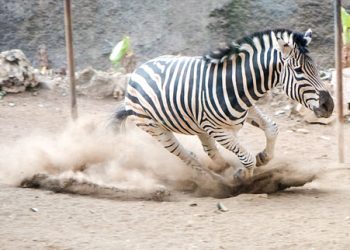 20171031075233 171019 Jtp Bsz S Zebra