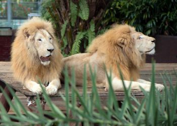 White Lion Batu Secret Zoo Jawa Timur Park