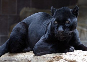 Jaguar Batu Secret Zoo Jawa Timur Park 1